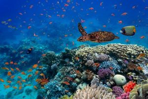 New UNCLOS agreement on the conservation and sustainable use of marine biological diversity of areas beyond national jurisdiction